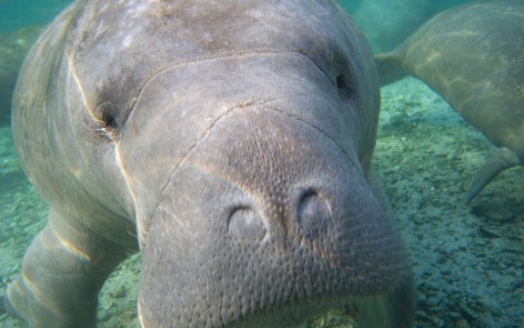 Sometimes manatees get so close, it's tough to keep them in the frame.
