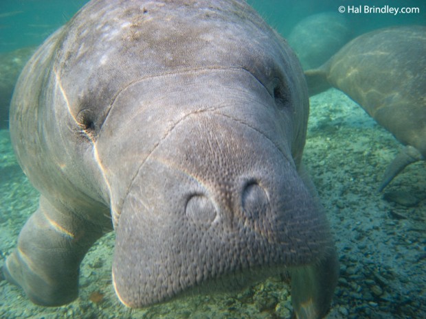 Manatee in the Three Sisters Springs, Crystal River Manatee close-up