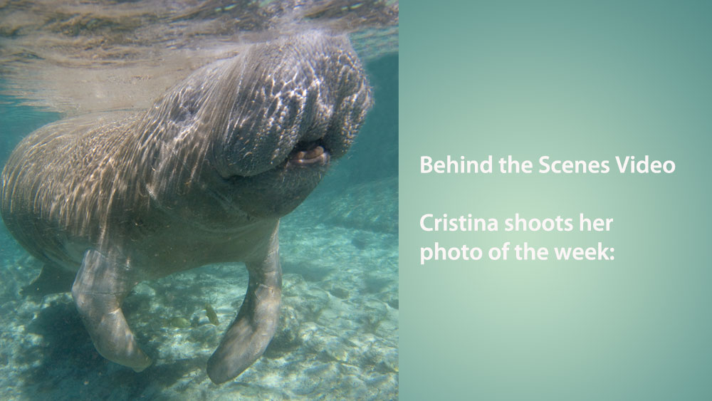 manatee-photoweek