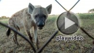 Clip: Hyena at the Fence in Kruger