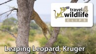 Video: Leaping Leopard in Kruger, South Africa