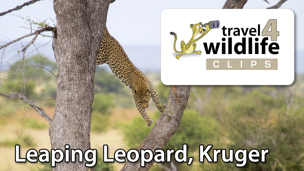 Video: Leaping Leopard in Kruger, South Africa