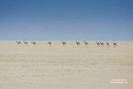 Photo of the Week: Springbok Crossing the Etosha Pan, Namibia