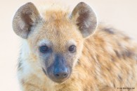 Four Animal Facts: The Spotted Hyaena