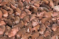 Photo of the Week: Walruses at the Beach, Alaska