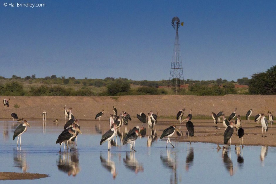 Marabou storks at the Anib Lodge waterhole Marabou storks at the Anib Lodge waterhole