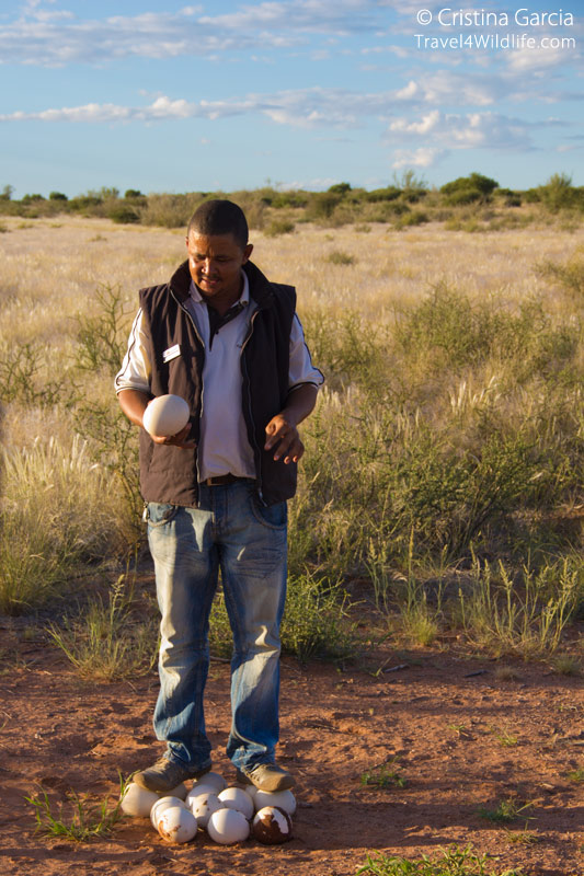 Timo explaining ostriches social sharing of nests (this nest was abandoned and no eggs hatched) Timo explaining ostriches social sharing of nests (this nest was abandoned and no eggs hatched)