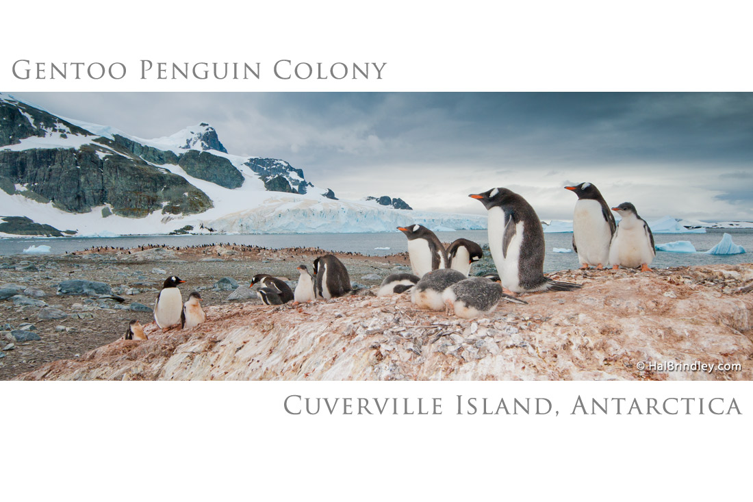 photo: gentoo penguin colony, antarctica