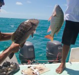 fresh fish for lunch fresh fish for lunch