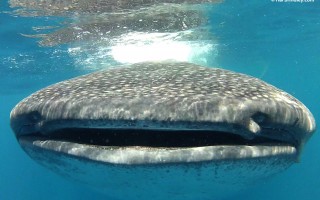 Whale Shark coming straight at me.