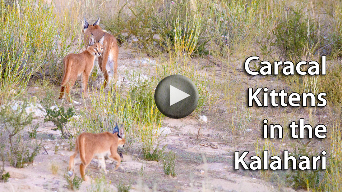 Caracal kittens