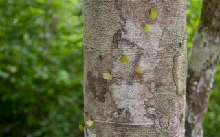 Leaf cutter ants