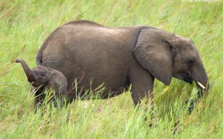 Baby elephants often communicate with squeals