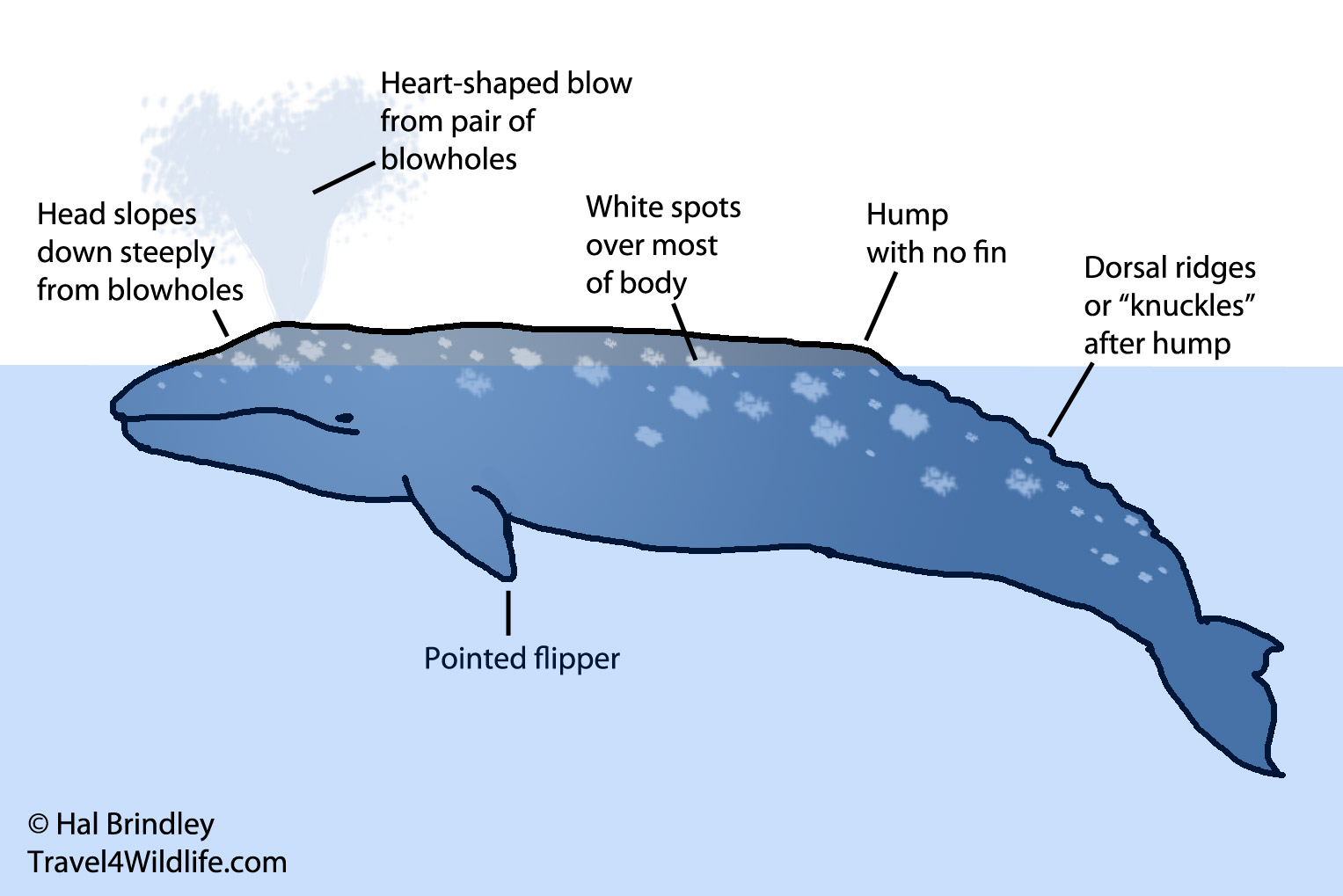 Whale Watching in Vancouver: How to Identify a Gray Whale - Travel 4