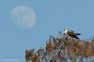 An osprey and the rising moon, Crystal River.