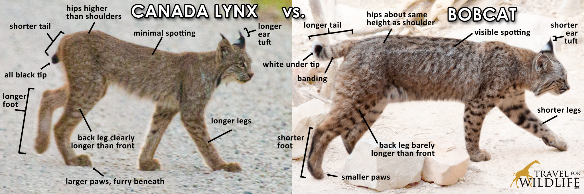 lyx-vs-bobcat2.jpg