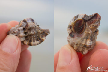 How To Tell If A Sea Shell Sand Dollar Starfish Egg Case Or Urchin