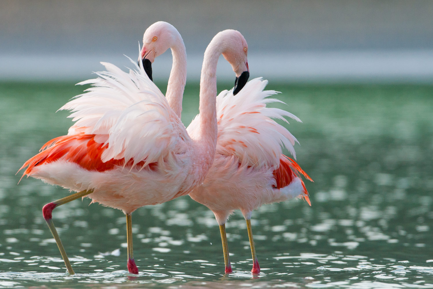 Чилийский Фламинго