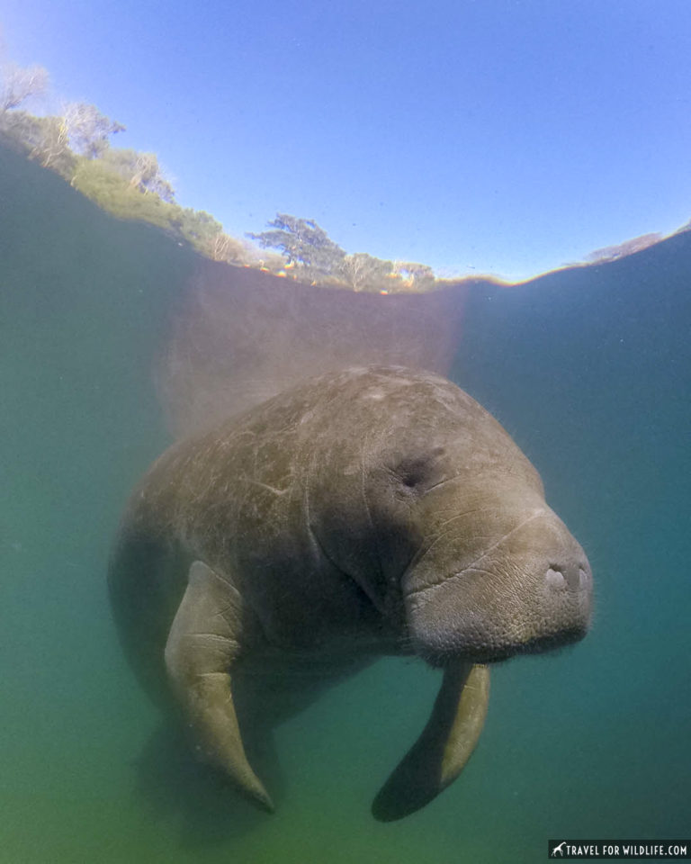 How To Swim With Manatees in Crystal River Florida - Travel For Wildlife