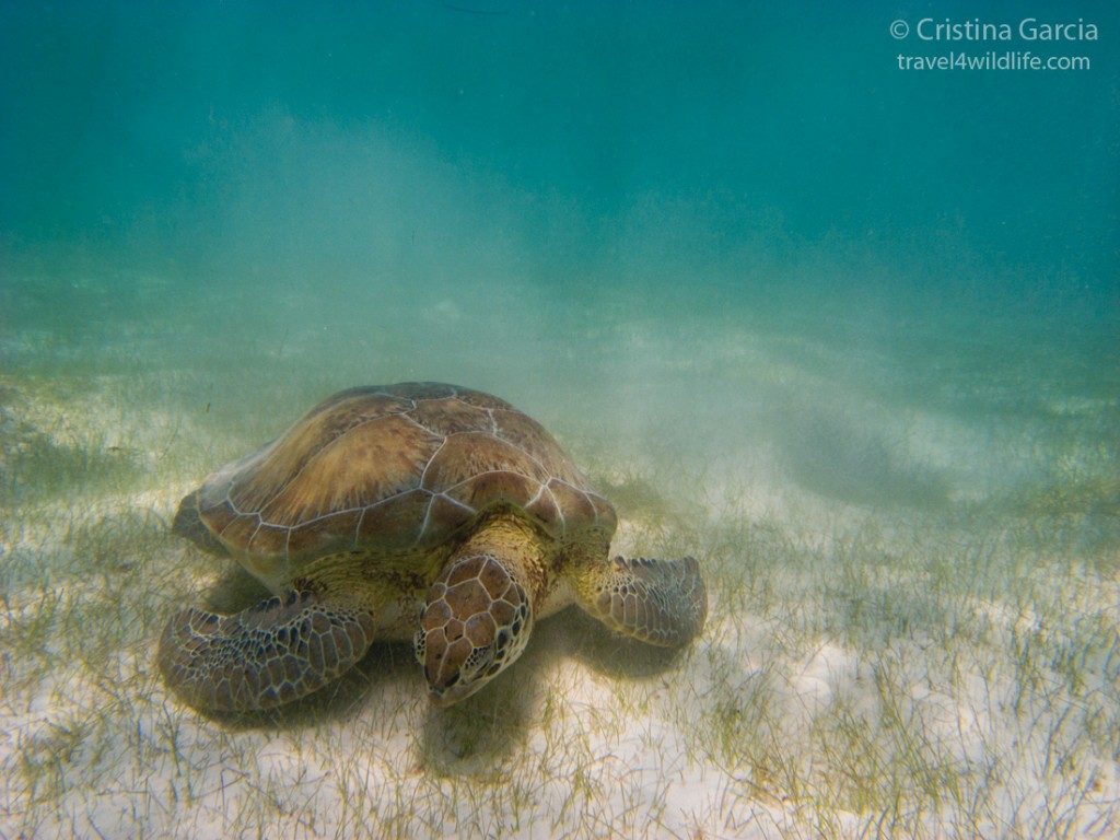 Green Sea Turtle Grazing. Akumal, Mexico - Travel 4 Wildlife