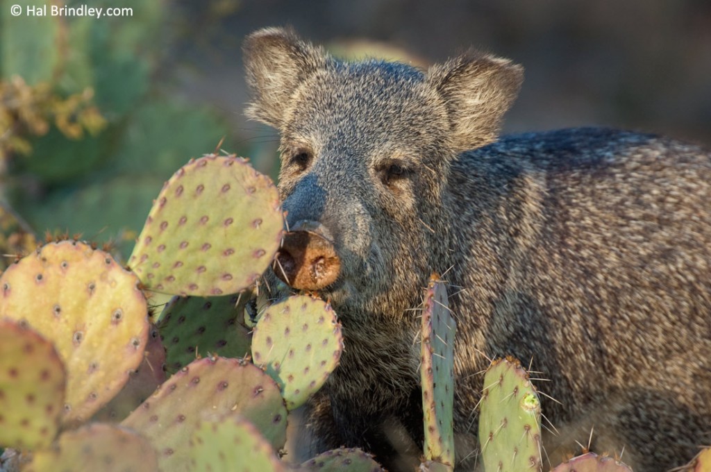 Watch Javelina's munch cactus in the Sonoran Desert of Arizona