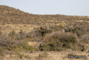 Secretary Bird Facts: Diet, Breeding, Behavior - Travel For Wildlife