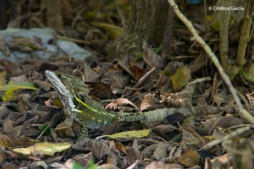 The Dragons of Tulum Maya Ruins- Travel 4 Wildlife