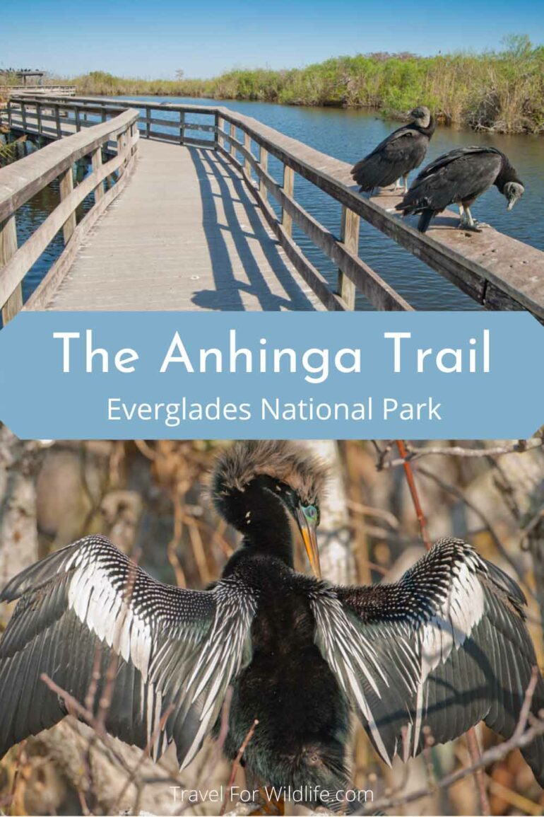 The Anhinga Trail: Where to See Birds and Alligators in the Everglades ...