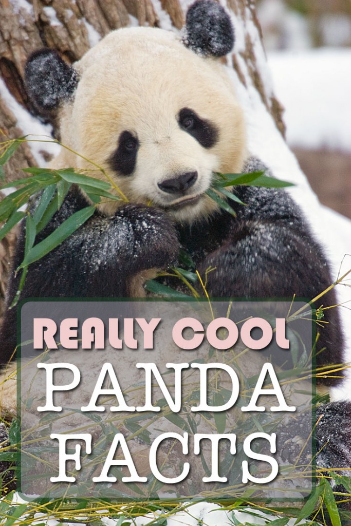 Four Giant Panda Facts - Travel 4 Wildlife