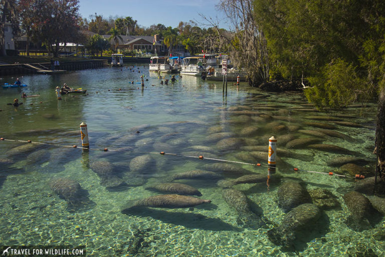 How To Swim With Manatees in Crystal River Florida Travel For Wildlife