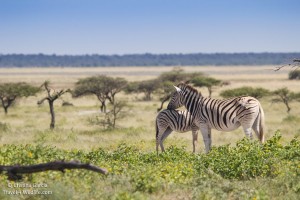 A Dazzle of Zebras: A Striped Photo Gallery - Travel 4 Wildlife