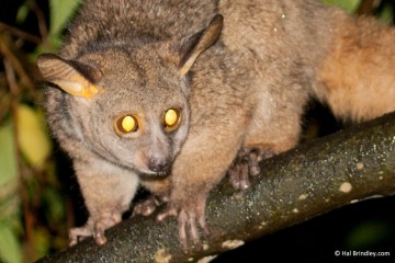 Where to See Bushbabies in South Africa - Travel 4 Wildlife