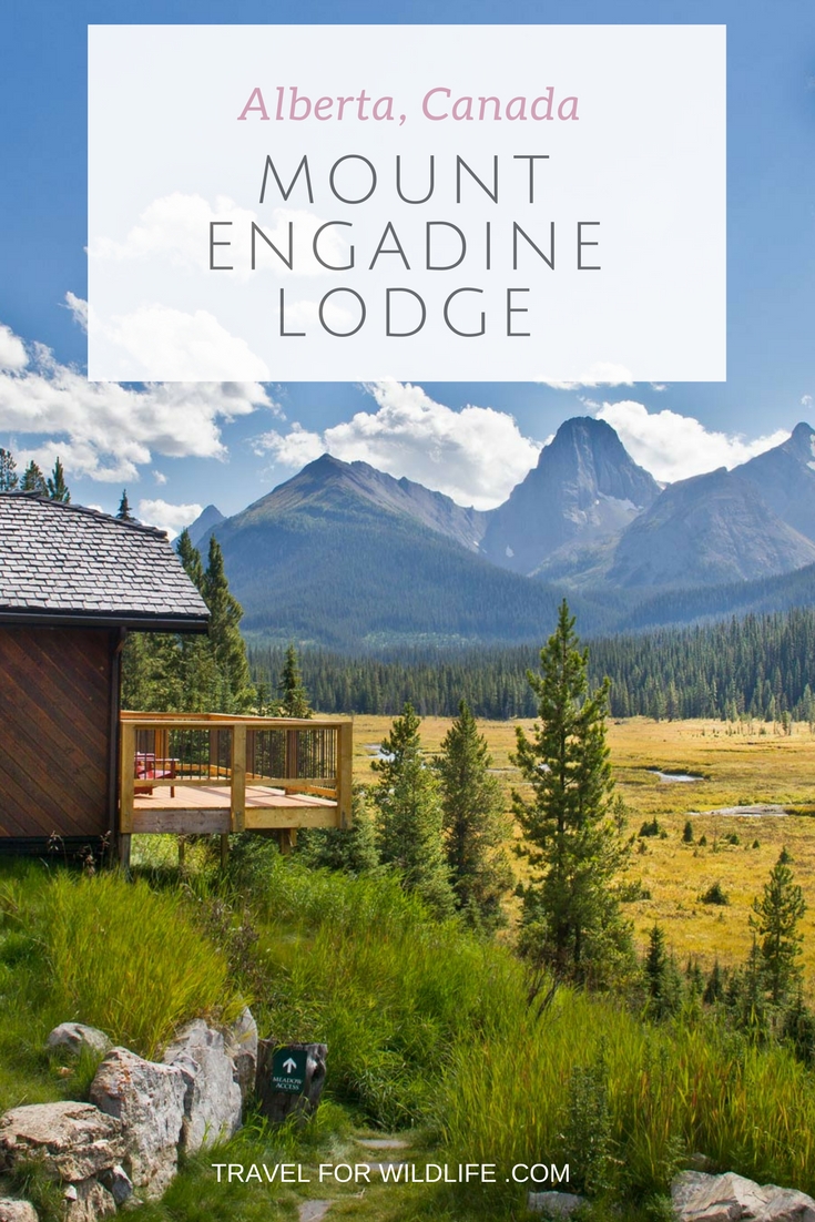 The Moose of Mount Engadine Lodge, Alberta - Travel For Wildlife