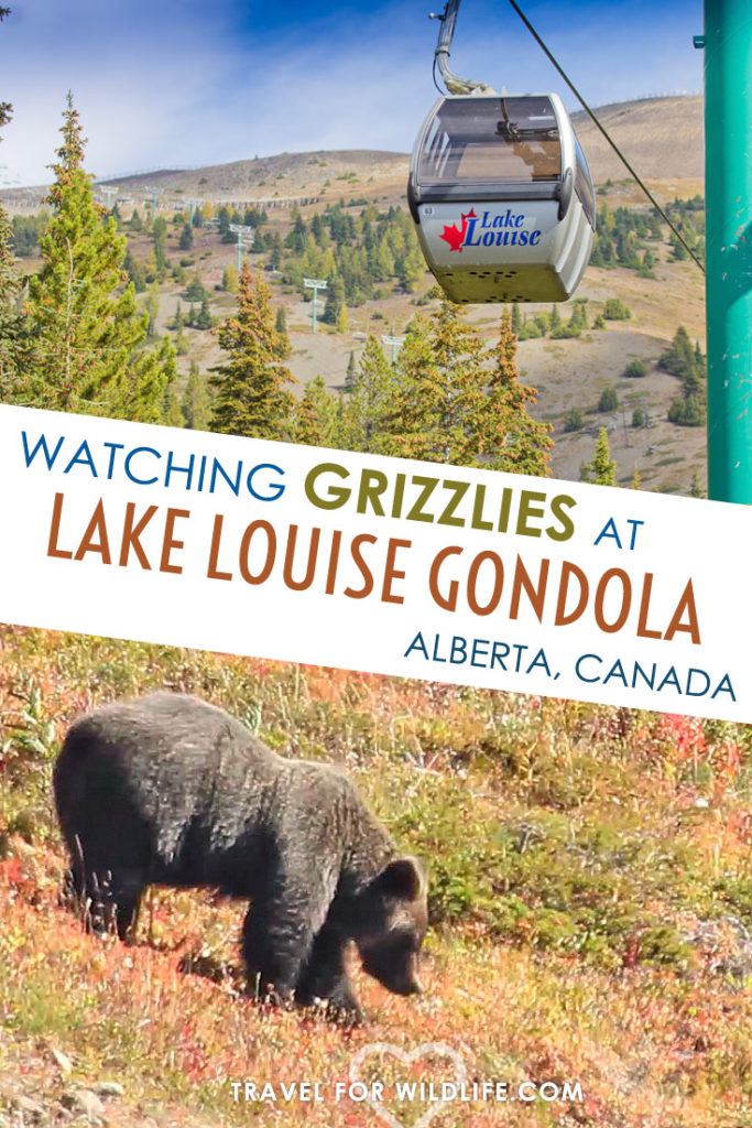 Ride the Lake Louise Gondola in Alberta, Canada and spot some grizzly bears while you are it. The Lake Louise Gondola is just 4 miles to Lake Louise, so there is time in one day to visit the lake and take the famous Plain of Six Glaciers hike! 