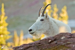 Mountain Ghosts: a Mountain Goat Photo Gallery | Travel For Wildlife