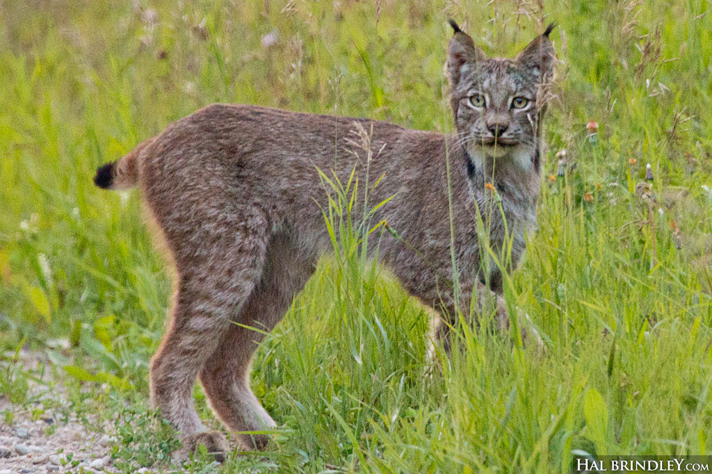 lynx cat hybrid