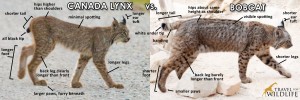 How To Tell The Difference Between A Bobcat And A Canada Lynx Travel For Wildlife
