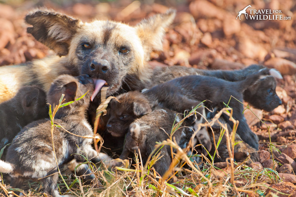 cute baby african wild dogs