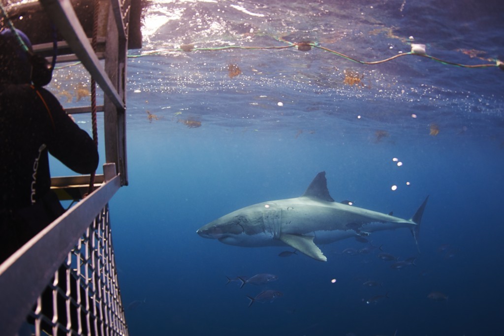 Great white shark cage dive Australia