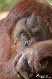 Palm Oil plantations are destroying orangutan habitat in Indonesia