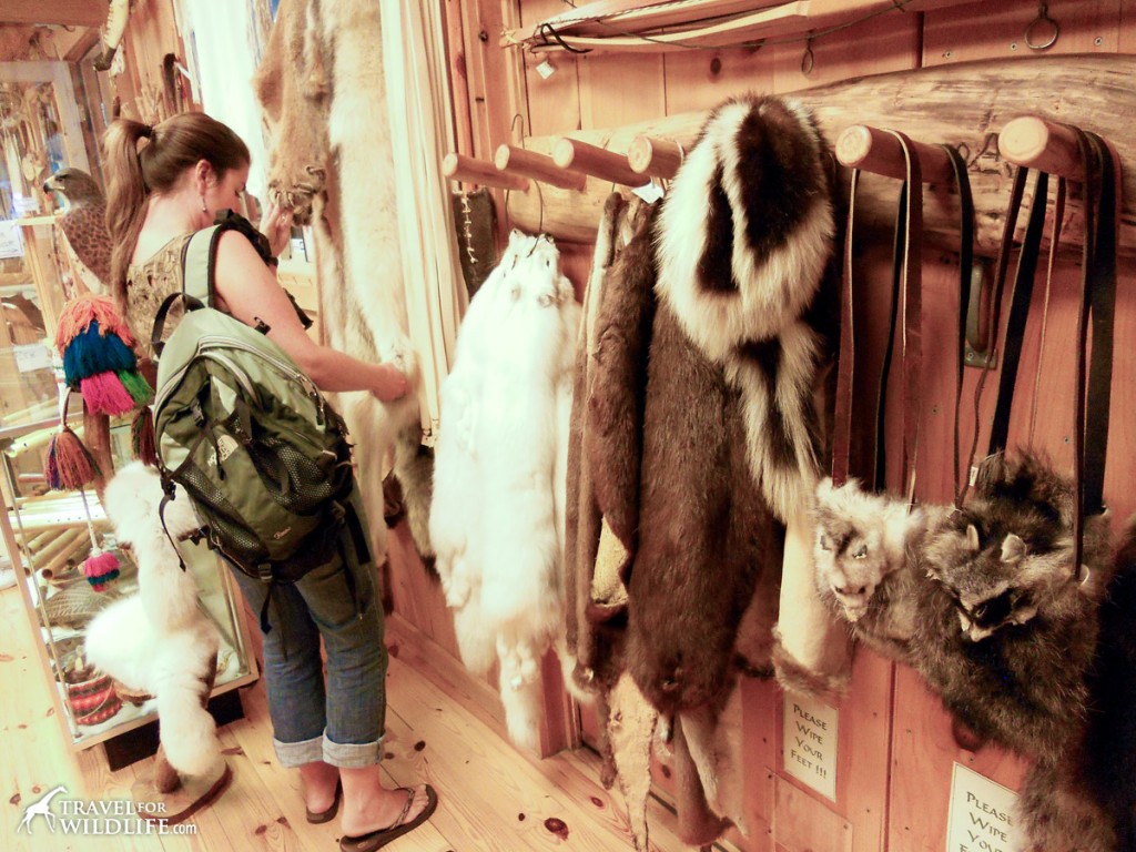 A souvenir shop in North Carolina containing mountain lion, wolf, and many other pelts