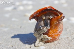 The Beautiful Face of the Florida Fighting Conch | Travel For Wildlife