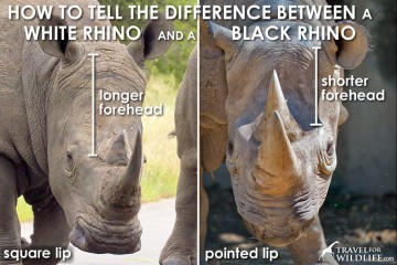 How to Tell the Difference Between Black and White Rhino | Travel For