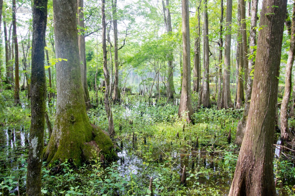 The Wild and Magical World of Lower Suwannee National Wildlife Refuge ...