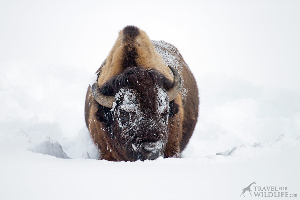 Bison plowing snow in Yellowstone
