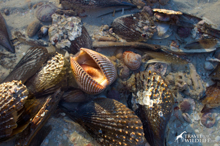 The Living Sea Shells: a Photo Gallery of Sanibel Island Shells