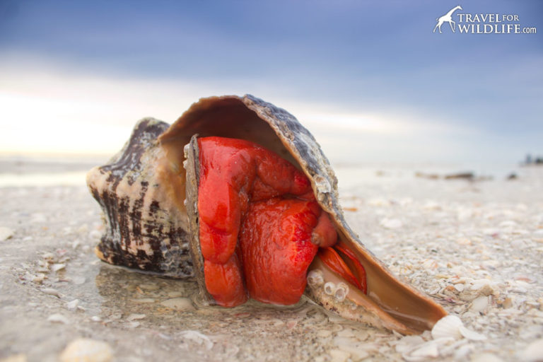 The Living Sea Shells: a Photo Gallery of Sanibel Island Shells ...