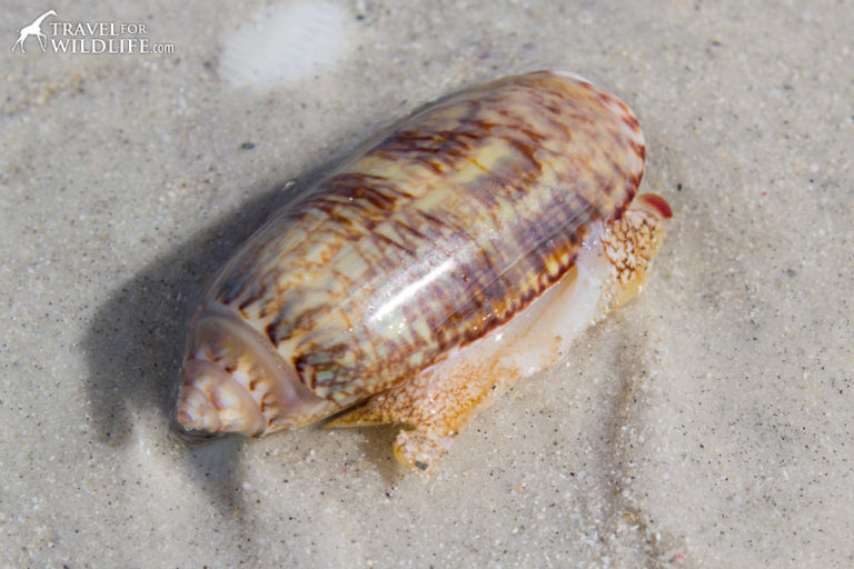 The Living Sea Shells: a Photo Gallery of Sanibel Island Shells