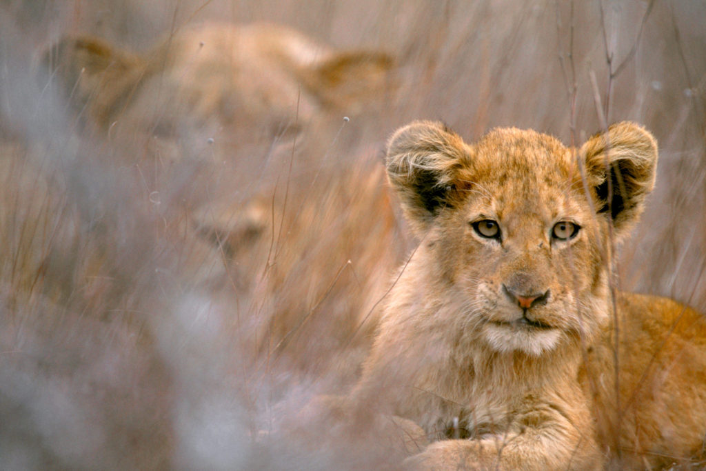 003-lion-cub