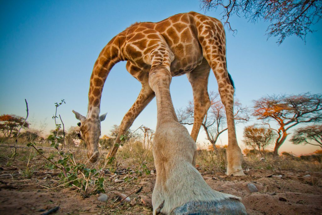 Kalahari Rest, Botswana. © Hal Brindley